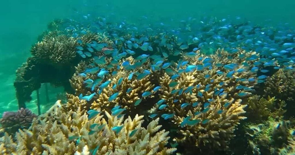 Corales resistentes al calor en Mauricio
