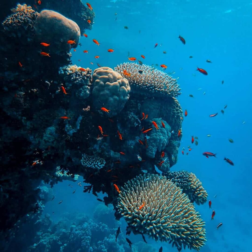 Corales resistentes al calor en Mauricio