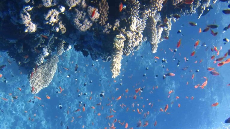 Corales resistentes al calor en Mauricio
