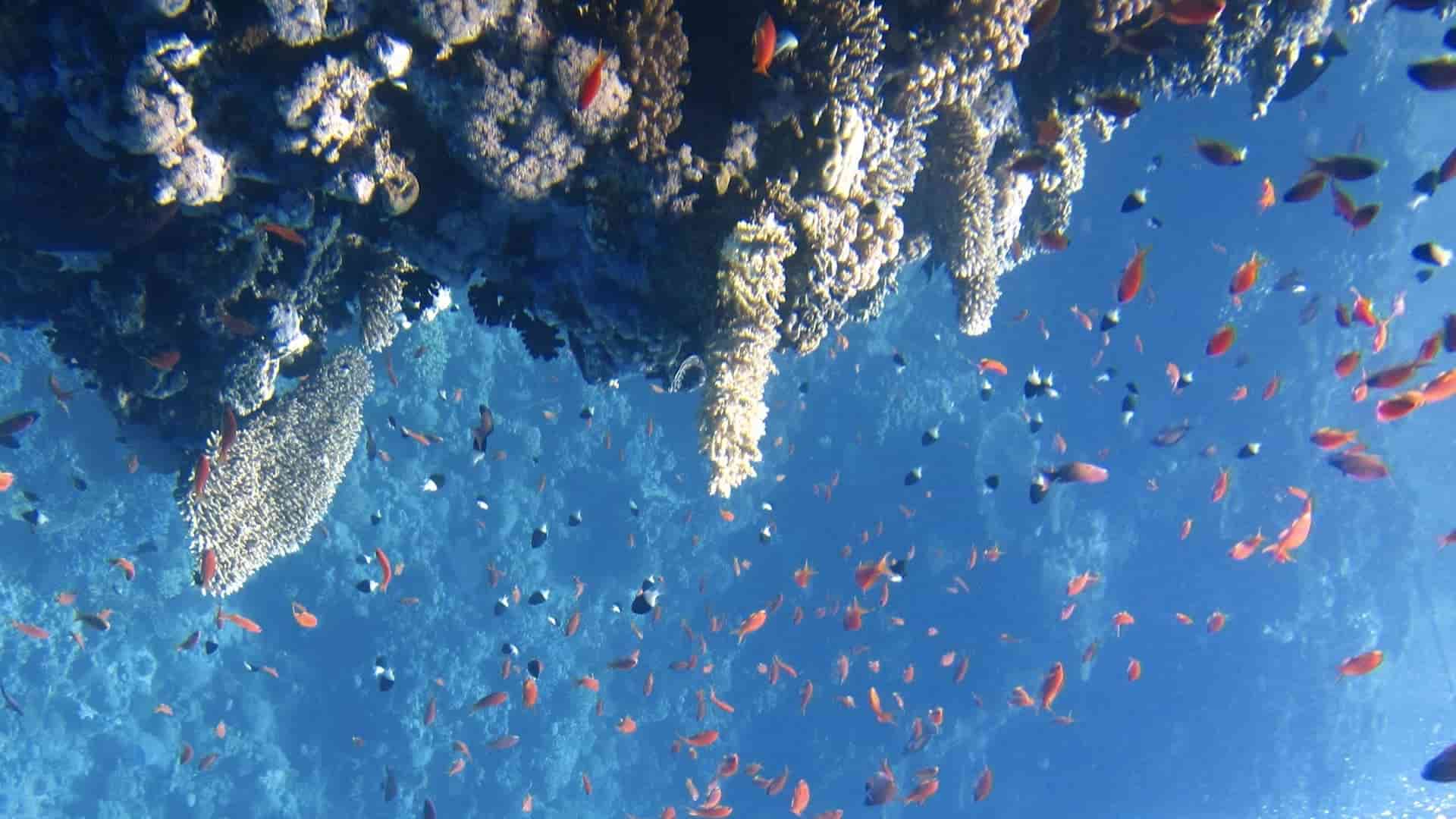 Corales resistentes al calor en Mauricio