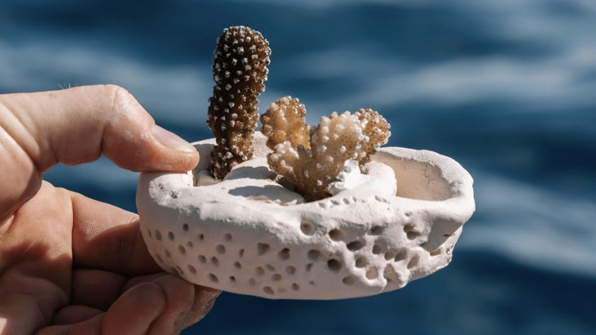 Crafting Coral