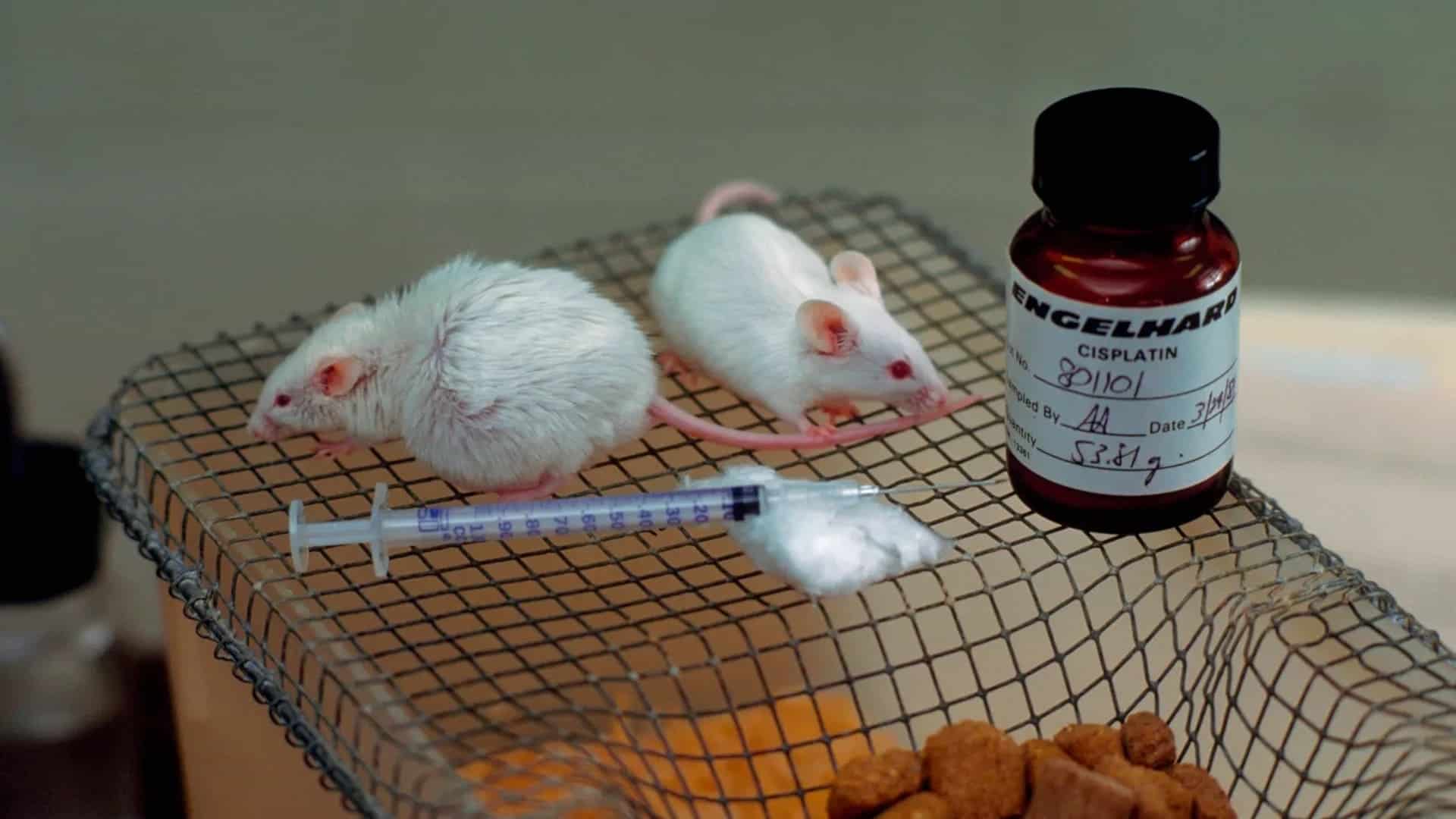 Cura del cáncer de páncreas