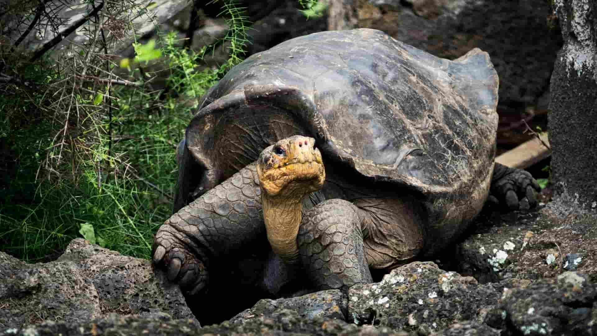 Galapagueños que Protegen el Ecosistema de las Islas