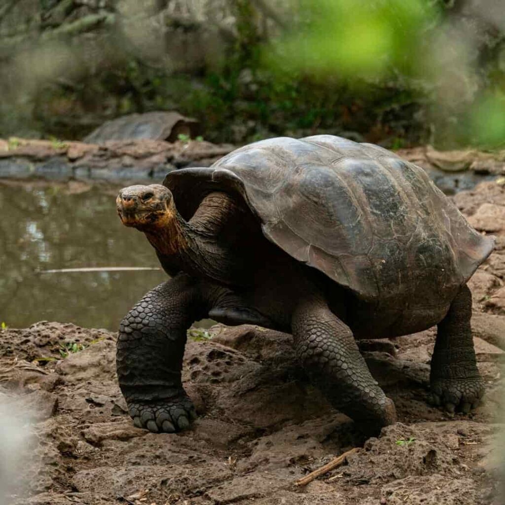 Galapagueños que Protegen el Ecosistema de las Islas