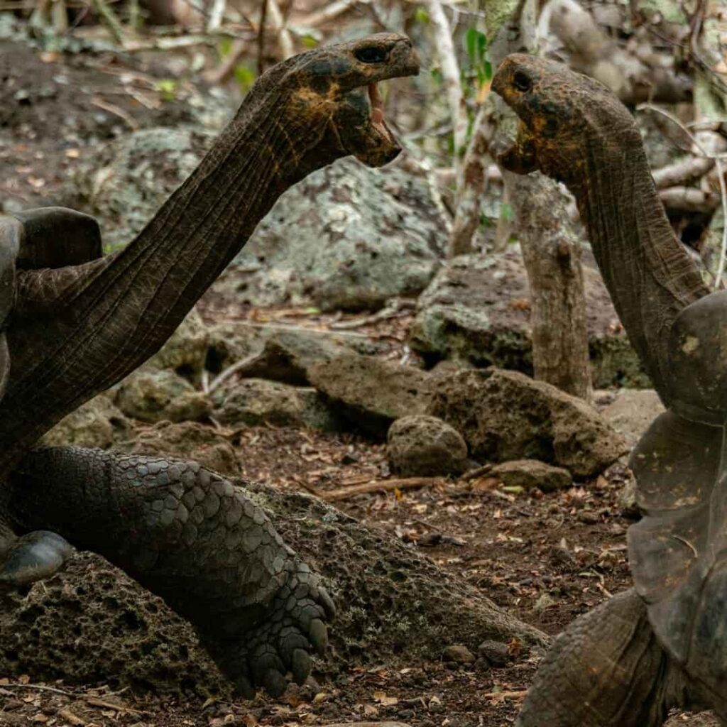 Galapagueños que Protegen el Ecosistema de las Islas