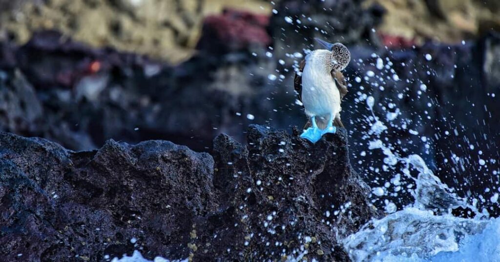 Galapagueños que Protegen el Ecosistema de las Islas
