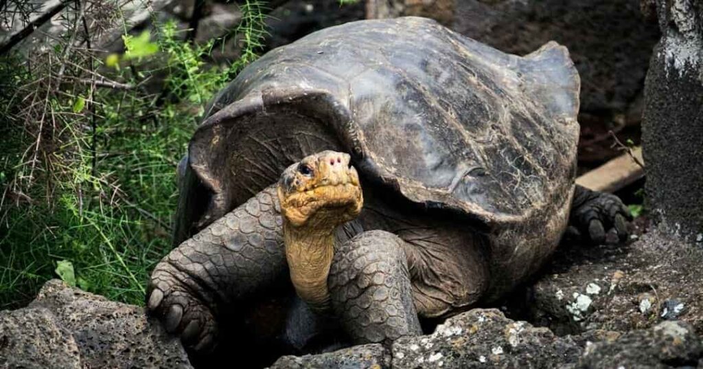 Galapagueños que Protegen el Ecosistema de las Islas