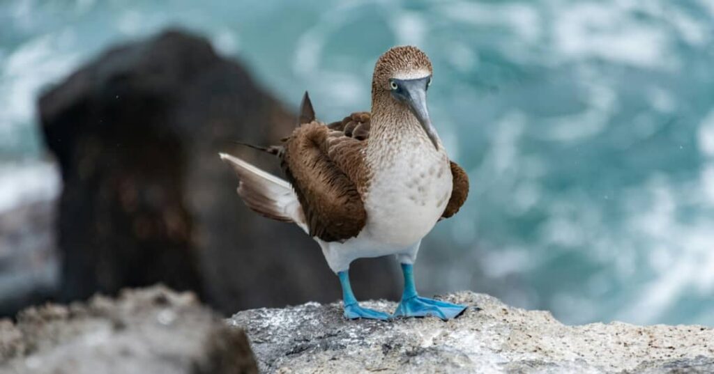 Galapagueños que Protegen el Ecosistema de las Islas
