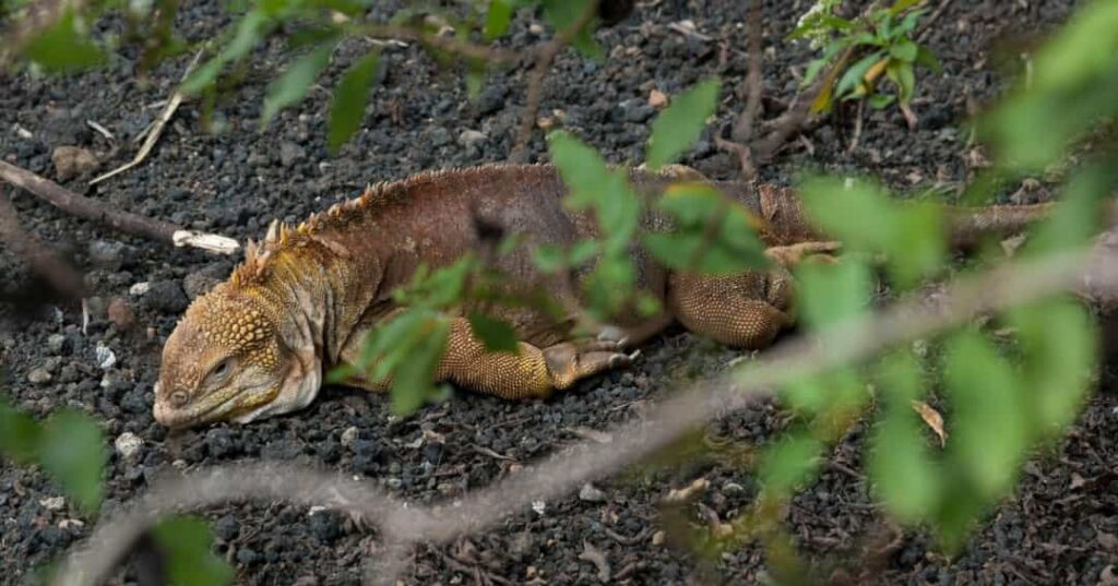 Galapagueños que Protegen el Ecosistema de las Islas