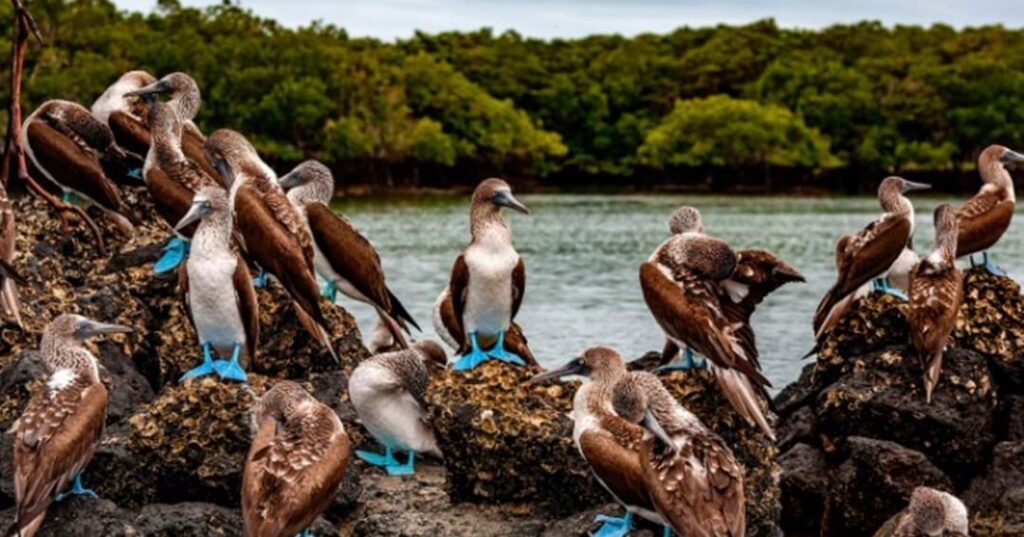 Galapagueños que Protegen el Ecosistema de las Islas