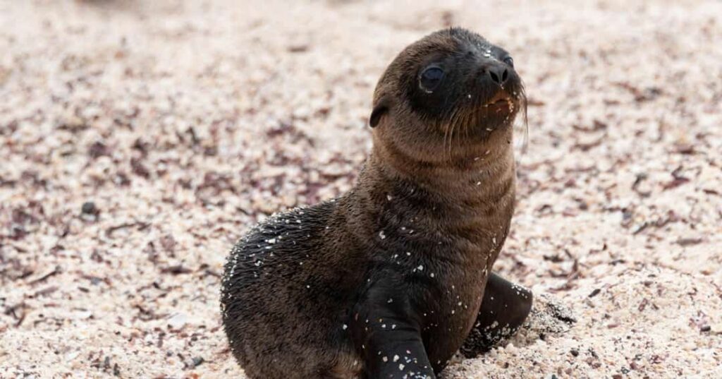 Galapagueños que Protegen el Ecosistema de las Islas