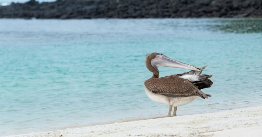 Galapagueños que Protegen el Ecosistema de las Islas