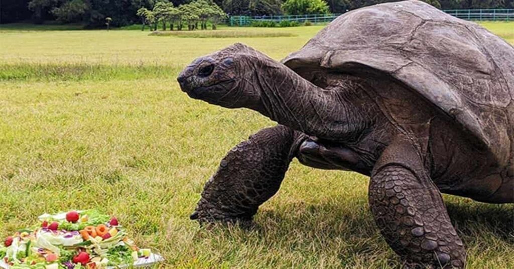 Jonathan la tortuga más longeva del mundo