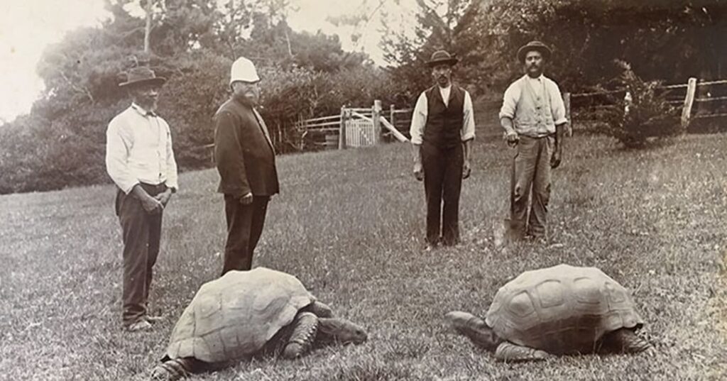 Jonathan la tortuga más longeva del mundo