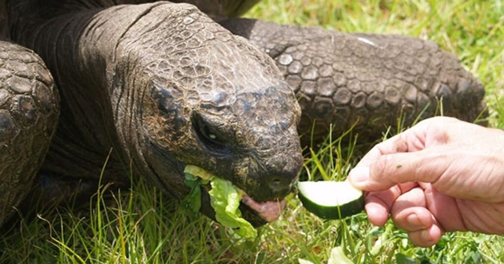 Jonathan la tortuga más longeva del mundo