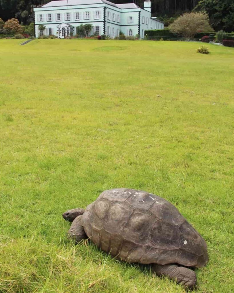 Jonathan la tortuga más longeva del mundo