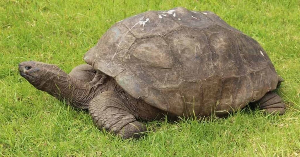 Jonathan la tortuga más longeva del mundo