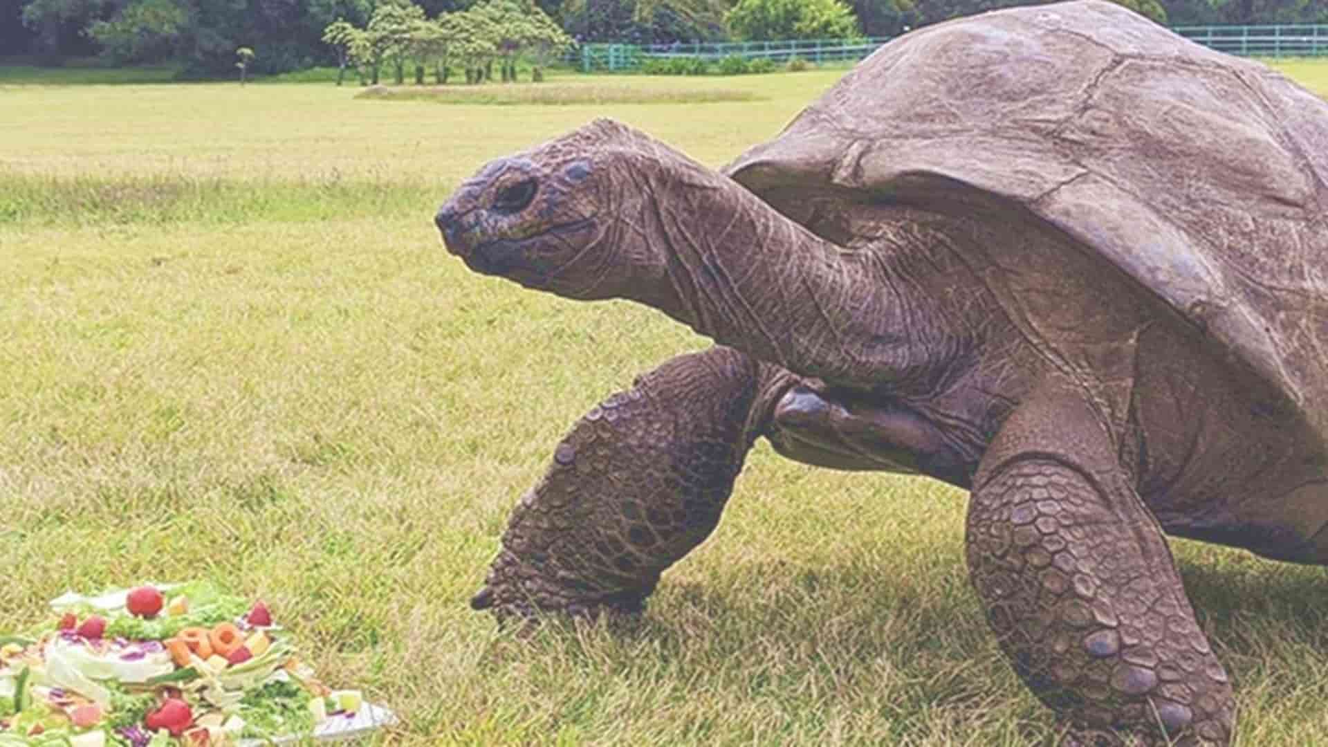Jonathan la tortuga más longeva del mundo