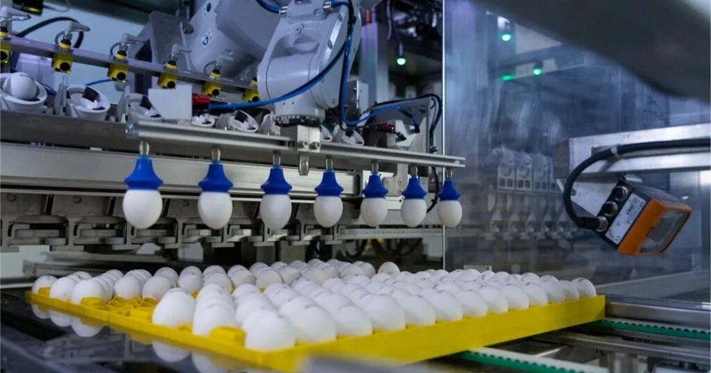 Noruega apuesta por el bienestar animal vetando el engorde rápido y el sacrificio de pollitos macho 6 Noruega elimina pollos de crecimiento rápido