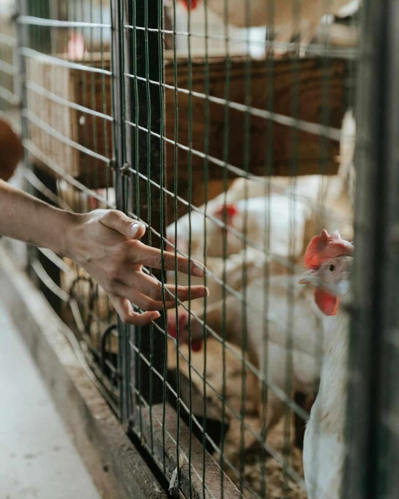 Noruega apuesta por el bienestar animal vetando el engorde rápido y el sacrificio de pollitos macho 5 Noruega elimina pollos de crecimiento rápido