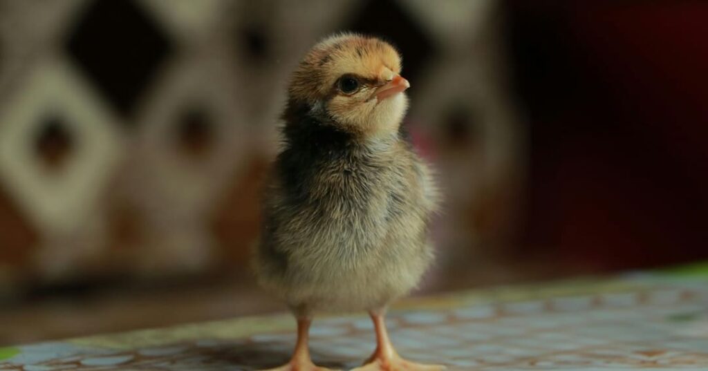 Noruega apuesta por el bienestar animal vetando el engorde rápido y el sacrificio de pollitos macho 1 Noruega elimina pollos de crecimiento rapido 6