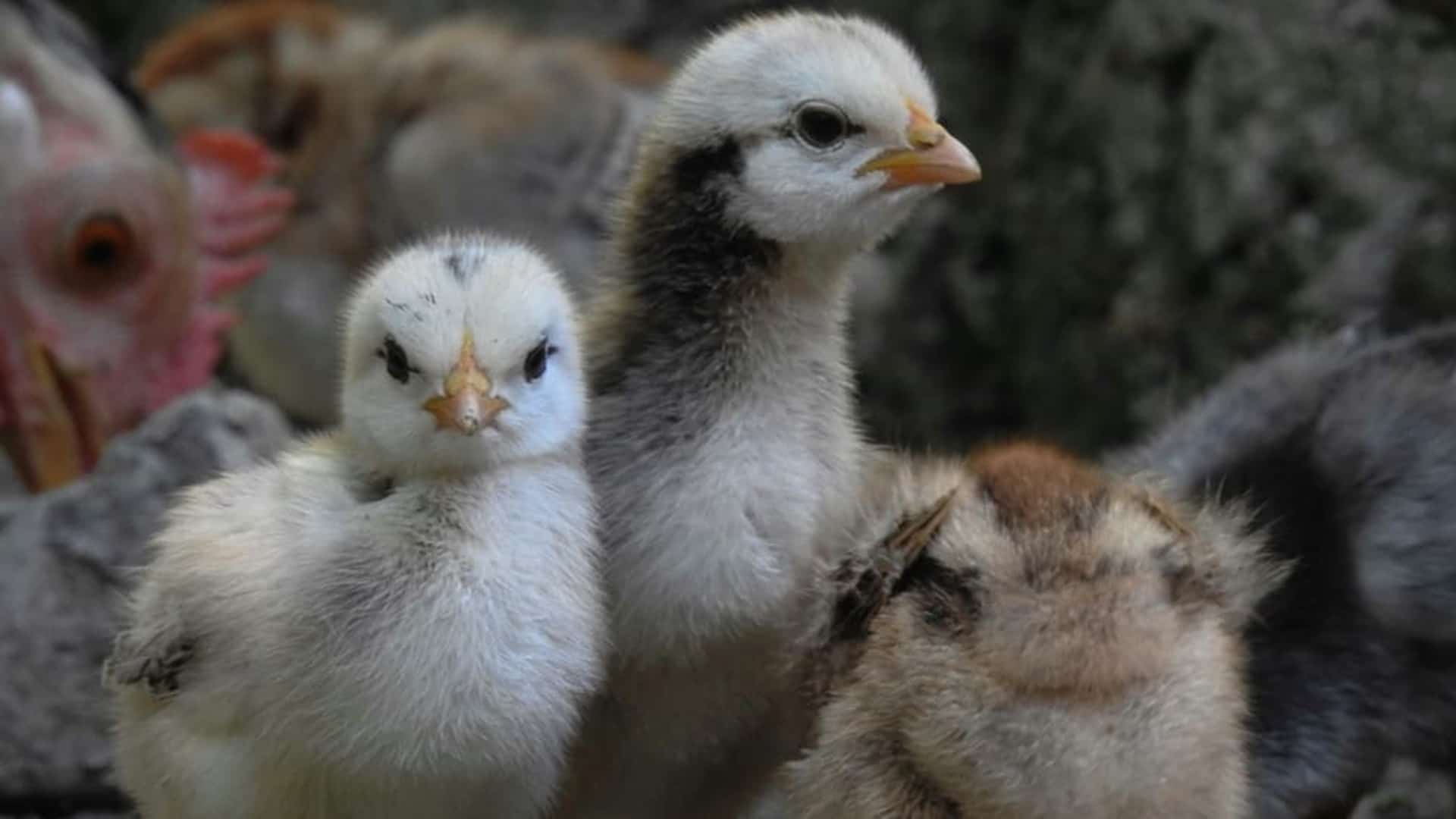 Noruega elimina pollos de crecimiento rápido