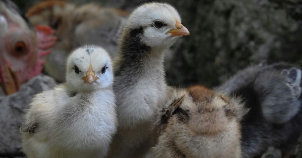 Noruega apuesta por el bienestar animal vetando el engorde rápido y el sacrificio de pollitos macho 4 Noruega elimina pollos de crecimiento rápido