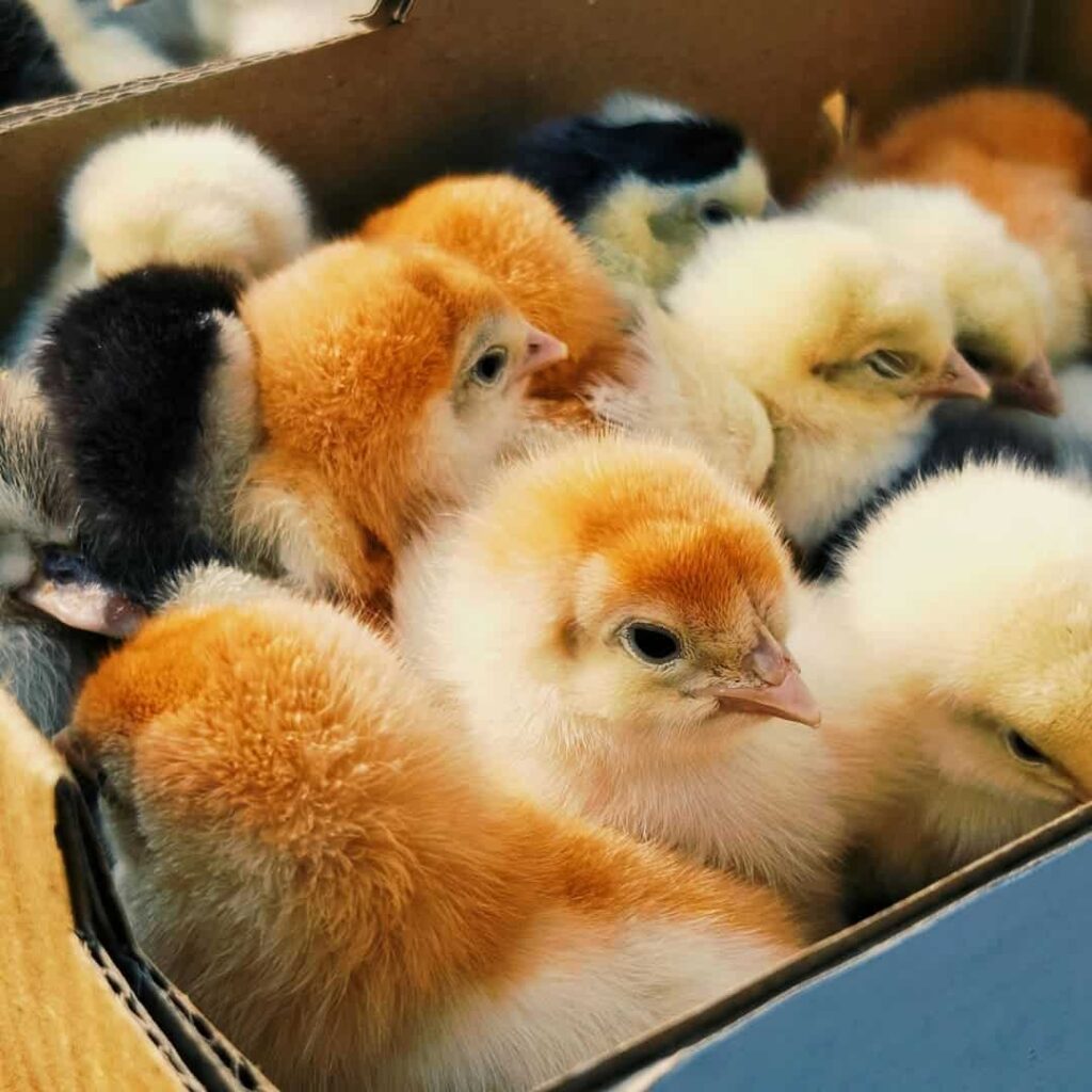 Noruega apuesta por el bienestar animal vetando el engorde rápido y el sacrificio de pollitos macho 2 Noruega elimina pollos de crecimiento rápido