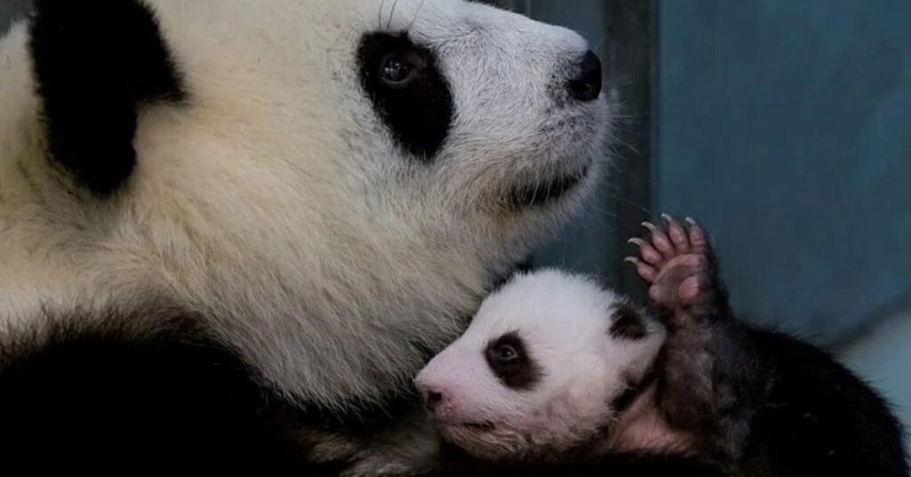 Oso panda gigante deja lista de especies en peligro