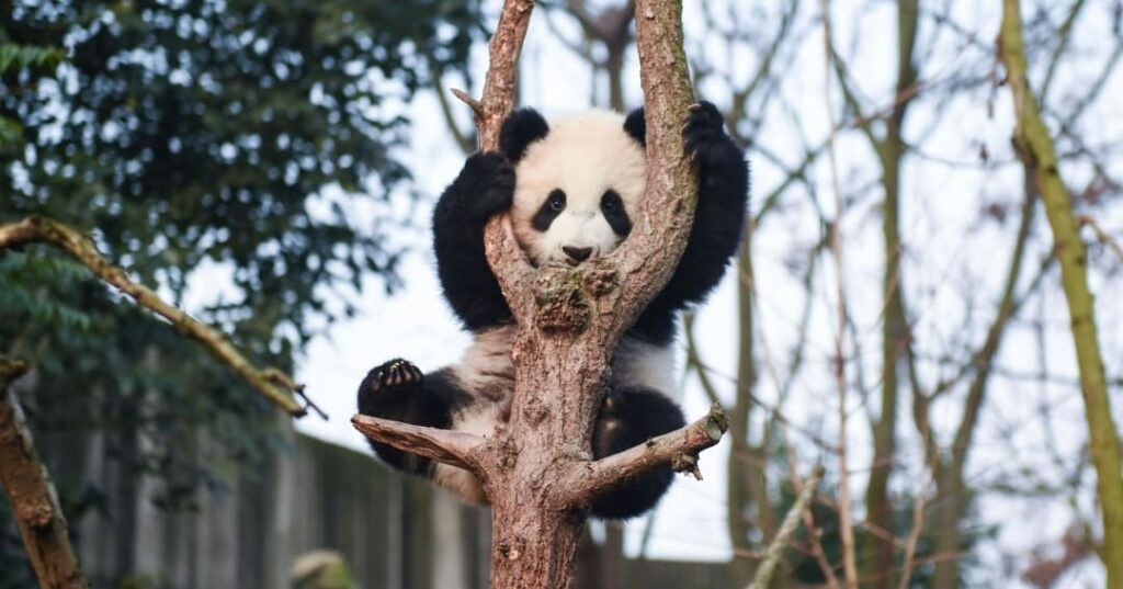 Oso panda gigante deja lista de especies en peligro