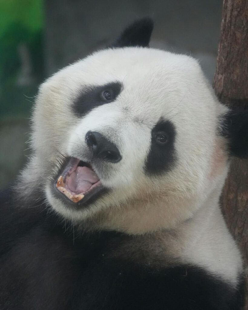 Oso panda gigante deja lista de especies en peligro