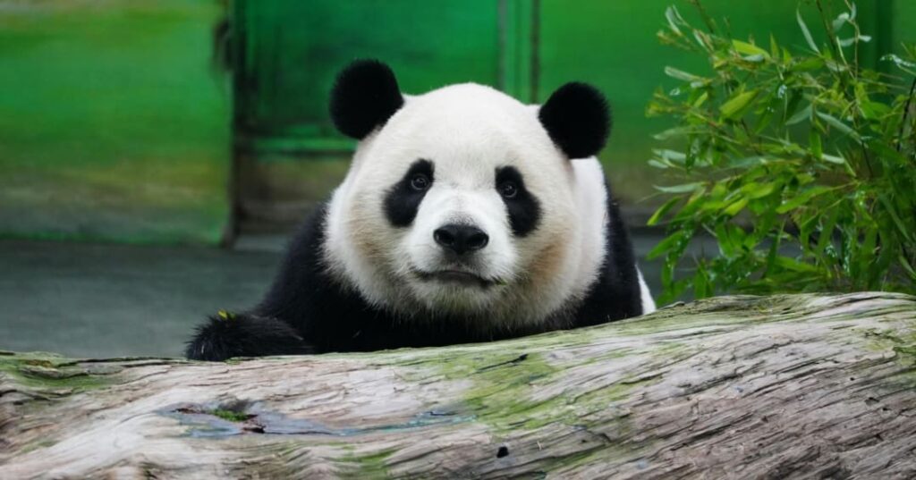 Oso panda gigante deja lista de especies en peligro