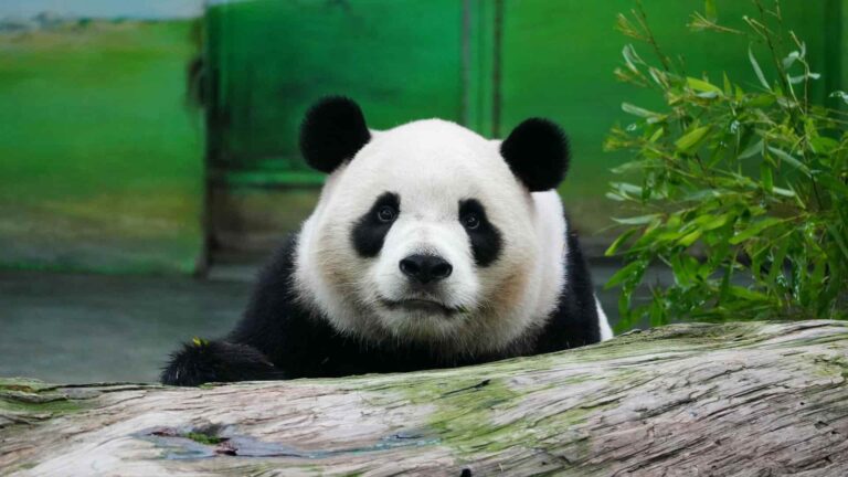 Oso panda gigante deja lista de especies en peligro