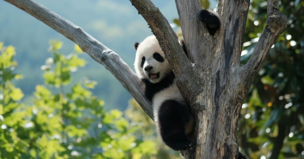 Oso panda gigante deja lista de especies en peligro