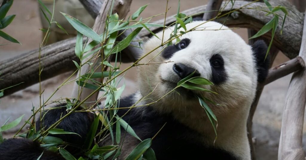 Oso panda gigante deja lista de especies en peligro