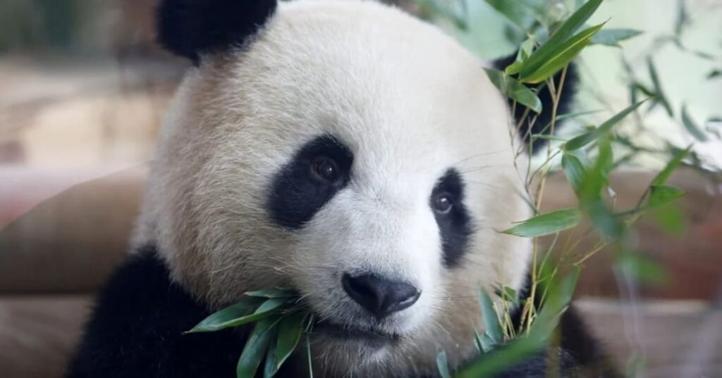 Oso panda gigante deja lista de especies en peligro