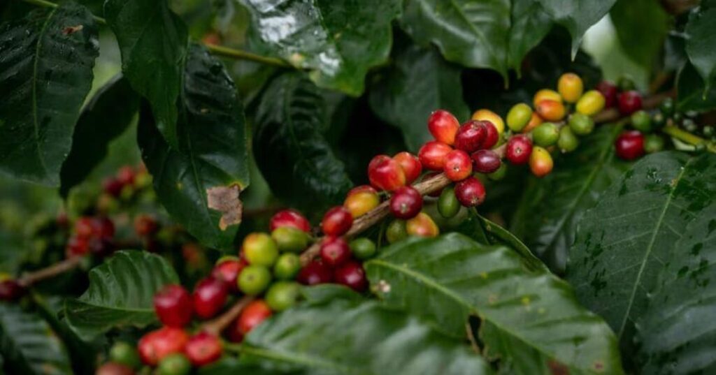 piel de café