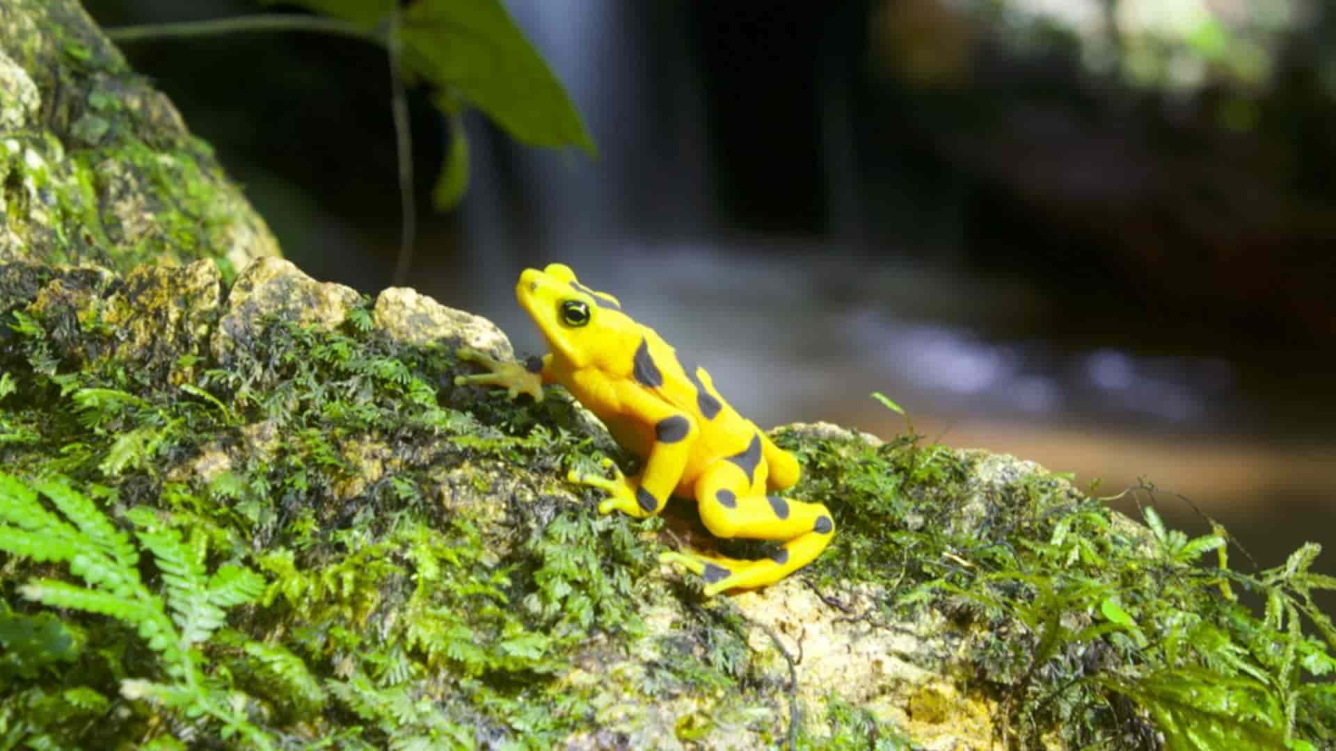 rana dorada de Panamá regresa a la naturaleza