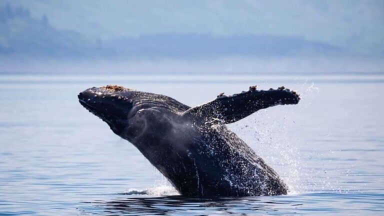 ballena jorobada Tuta