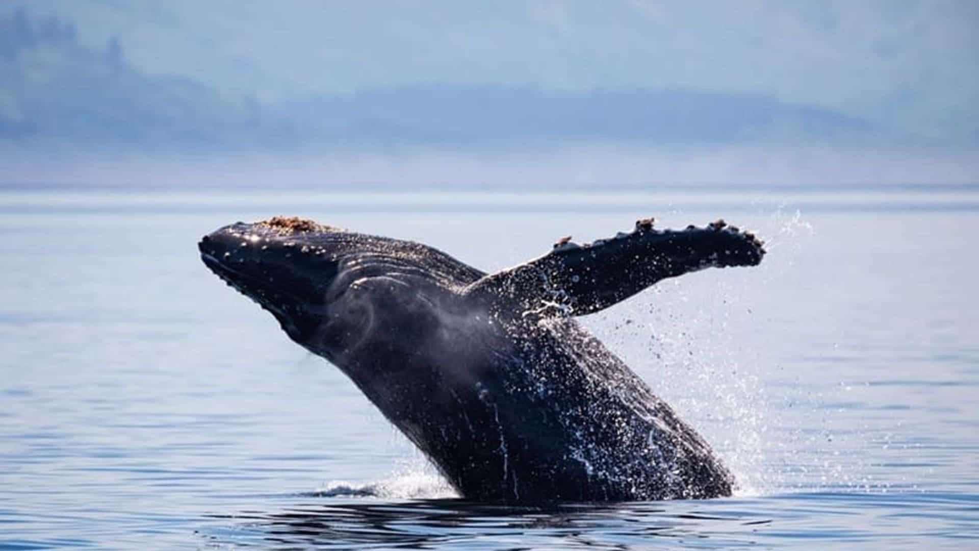 ballena jorobada Tuta