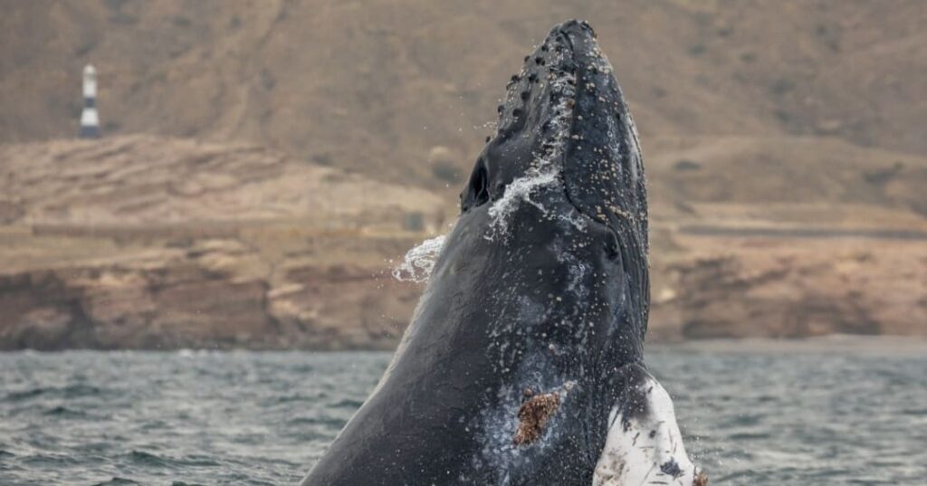 ballena jorobada Tuta