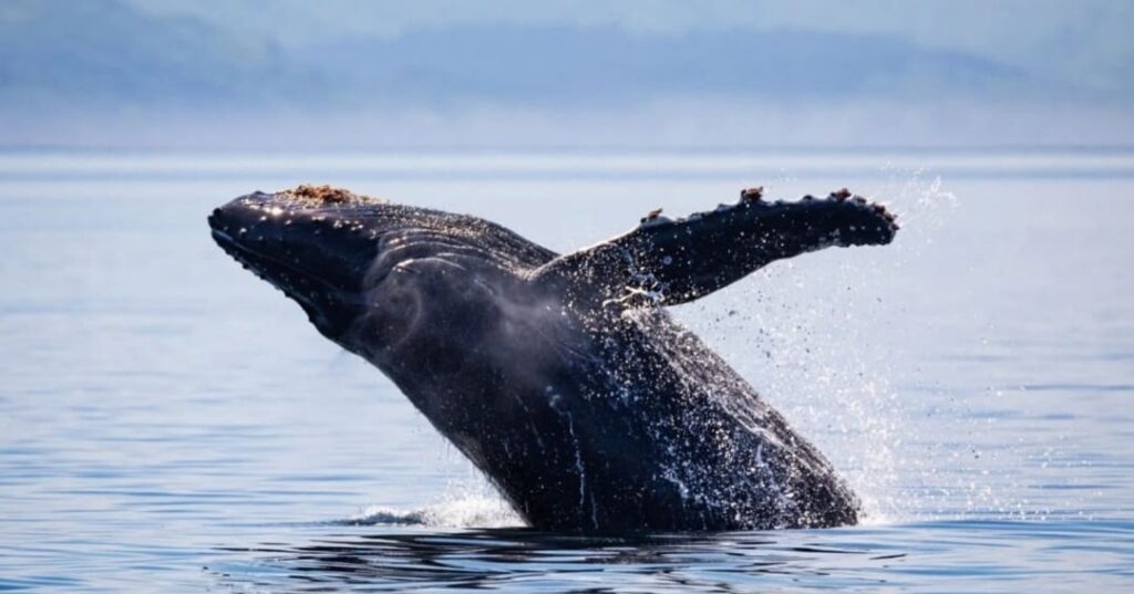 ballena jorobada Tuta