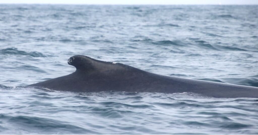 ballena jorobada Tuta