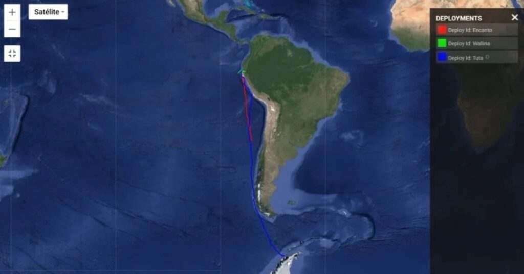 ballena jorobada Tuta