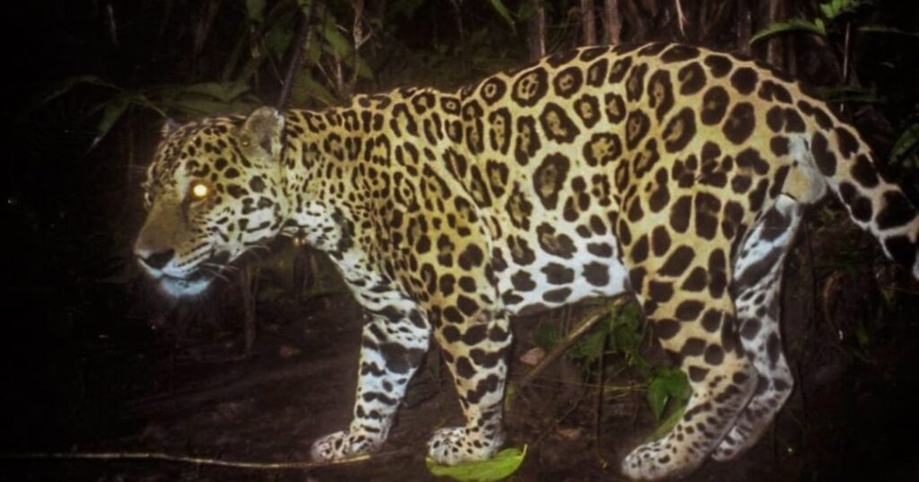 felinos silvestres de Panamá y su importancia ecológica