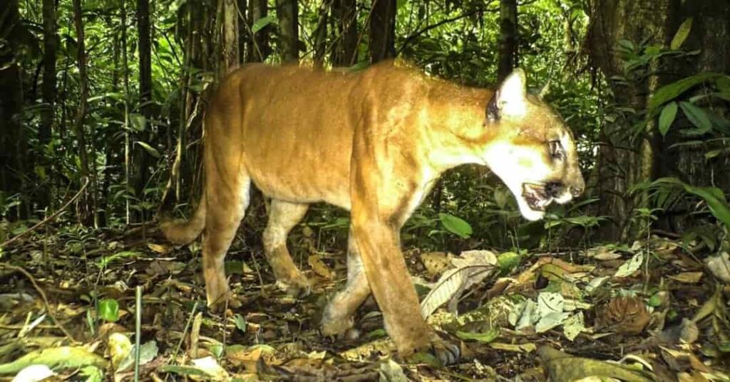 felinos silvestres de Panamá y su importancia ecológica