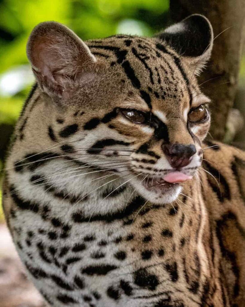 felinos silvestres de Panamá y su importancia ecológica