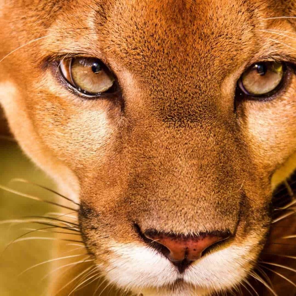 felinos silvestres de Panamá y su importancia ecológica