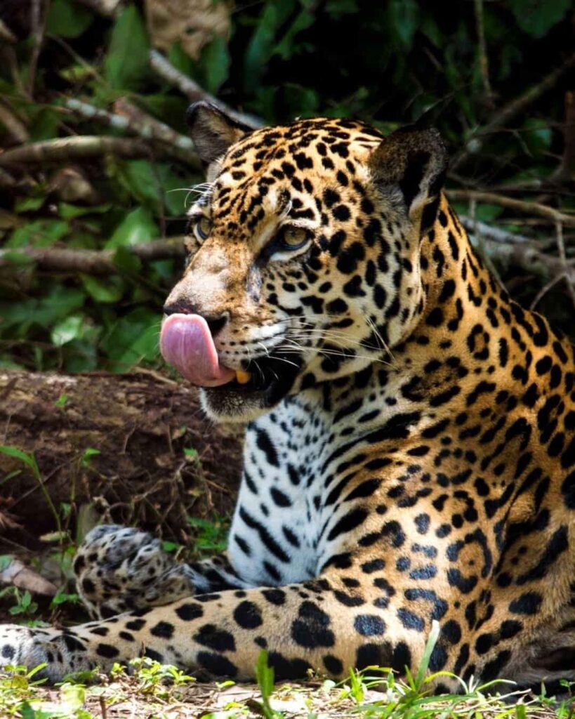 felinos silvestres de Panamá y su importancia ecológica