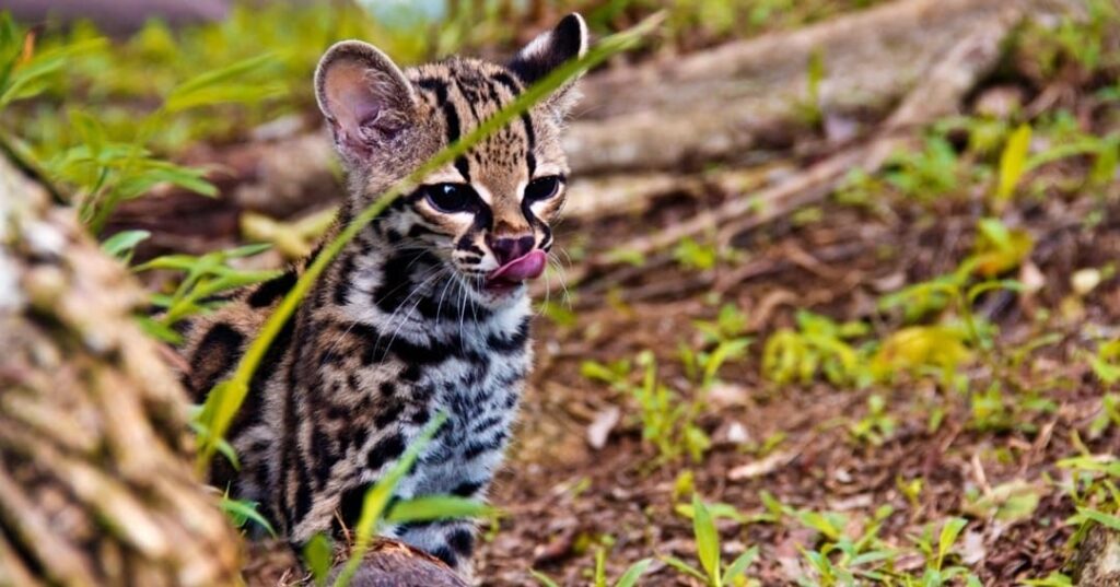 felinos silvestres de Panamá y su importancia ecológica